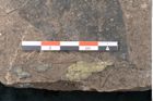 Foto (Detailansicht) von Ficus tenuinervis Ettingshausen (NHMW-GEO-2024-0188-7984)
